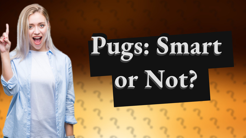 Pugs: Smart or Not?