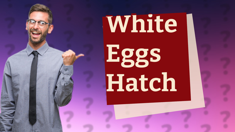 White Eggs Hatch