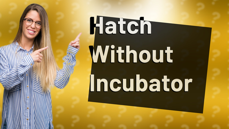 Hatch Without Incubator