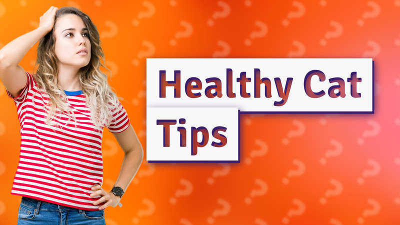 Healthy Cat Tips
