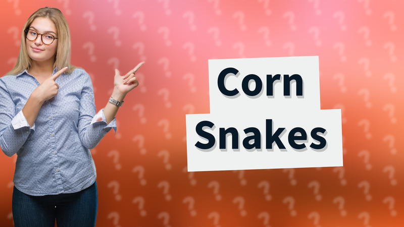 Corn Snakes