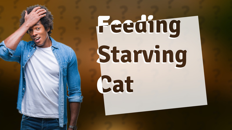 Feeding Starving Cat