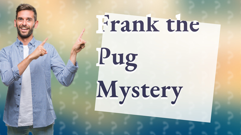 Frank the Pug Mystery