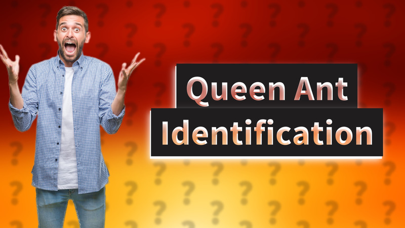 Queen Ant Identification