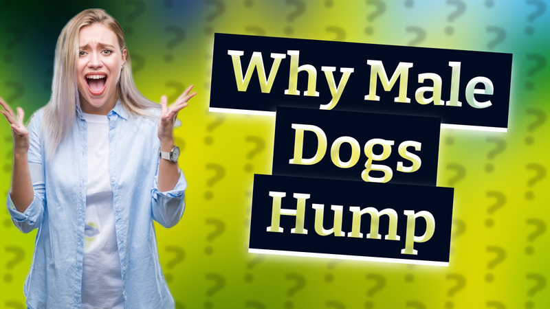 Why Male Dogs Hump