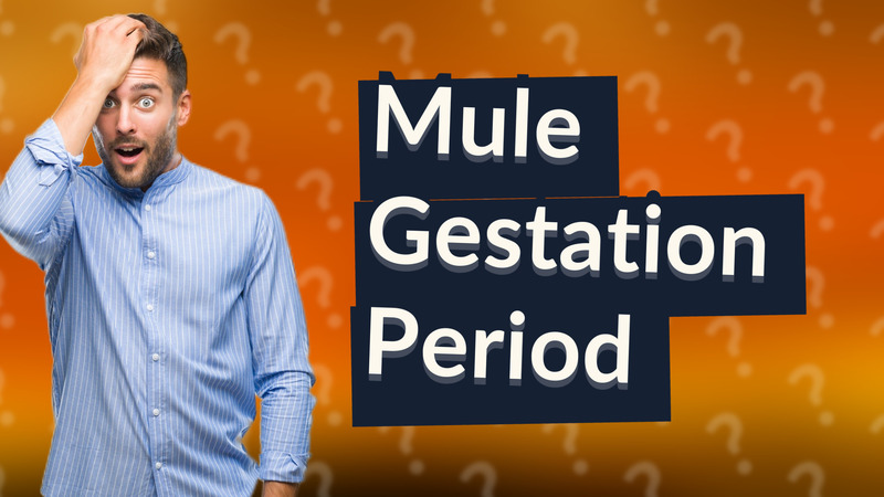Mule Gestation Period