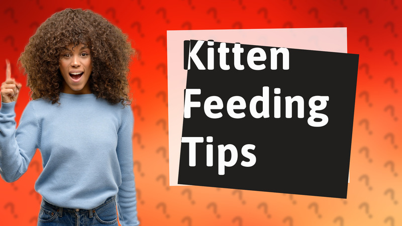 Kitten Feeding Tips