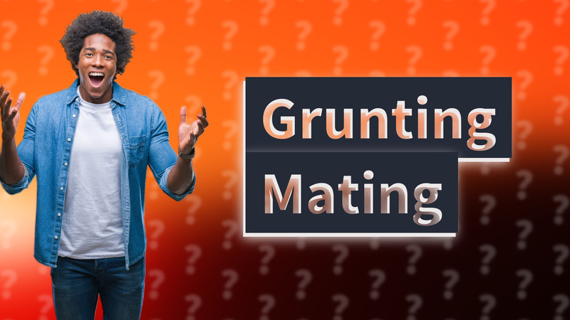 Grunting Mating