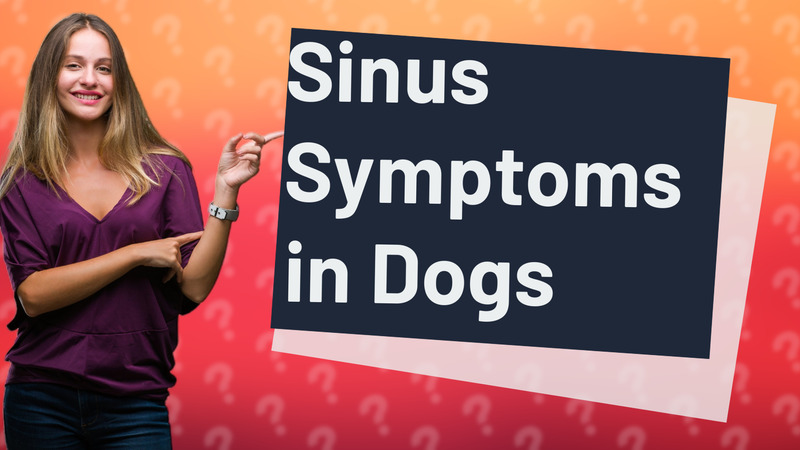Sinus Symptoms in Dogs