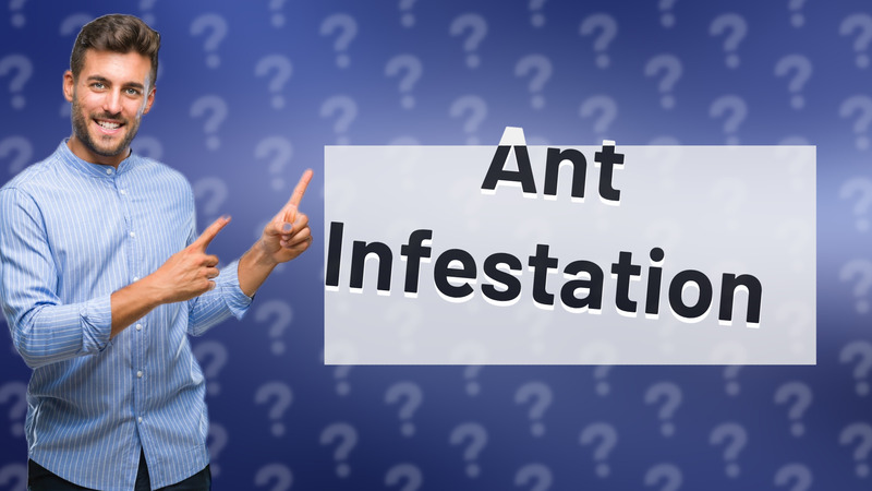 Ant Infestation