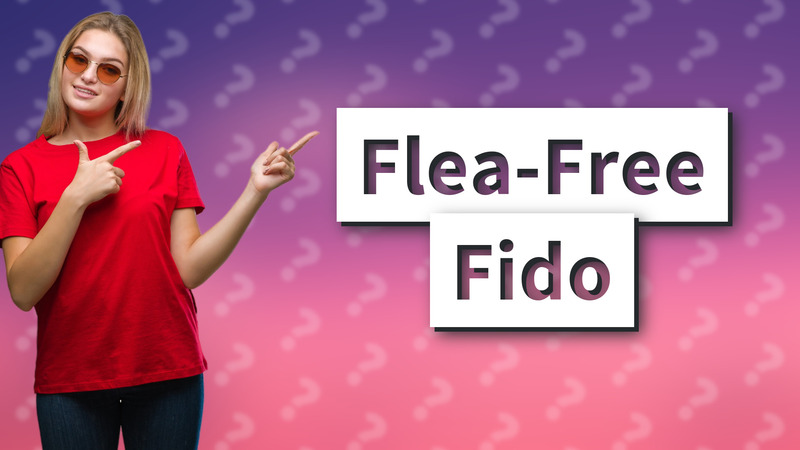 Flea-Free Fido
