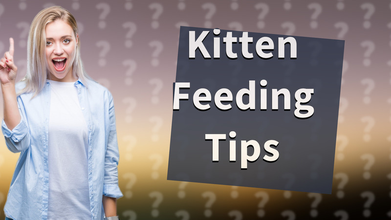 Kitten Feeding Tips