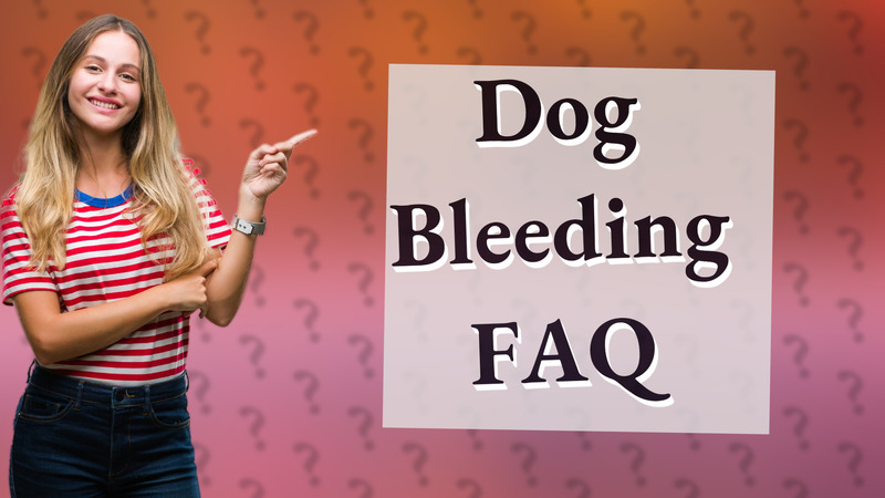 Dog Bleeding FAQ