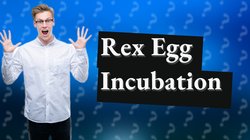 Rex Egg Incubation
