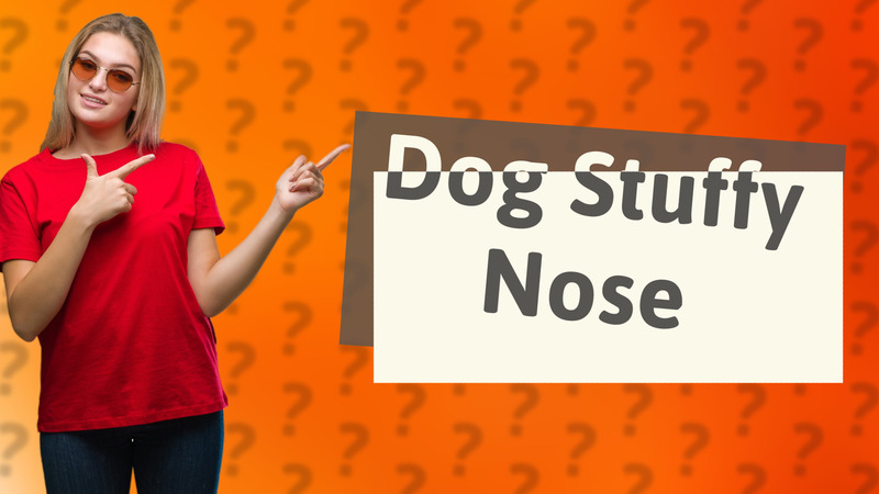 Dog Stuffy Nose