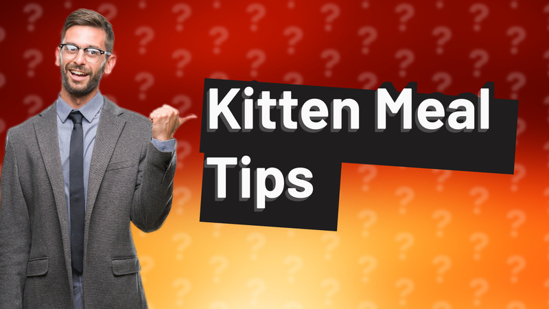 Kitten Meal Tips