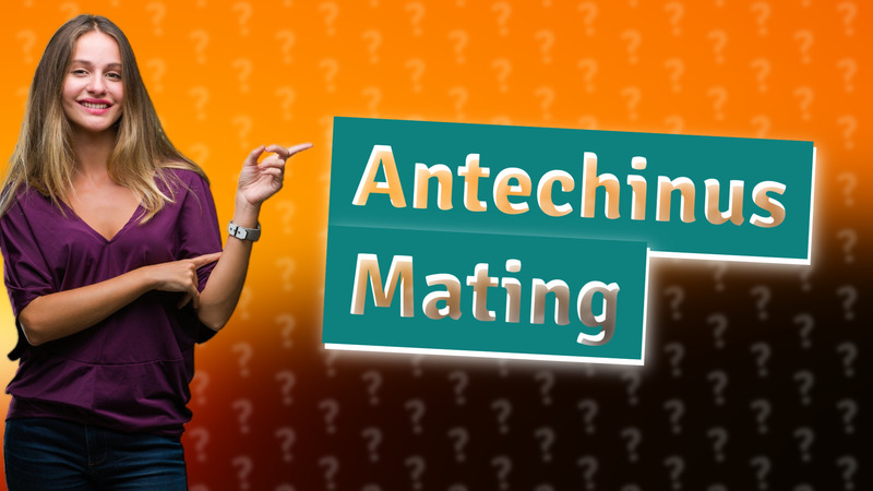 Antechinus Mating