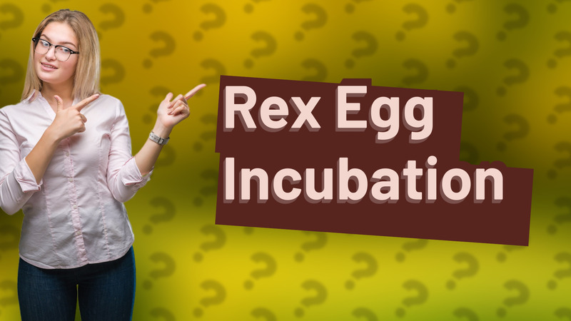 Rex Egg Incubation