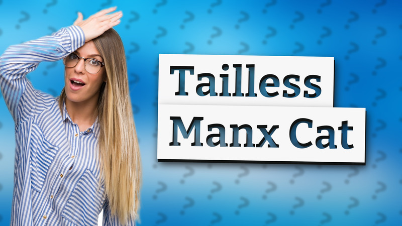 Tailless Manx Cat