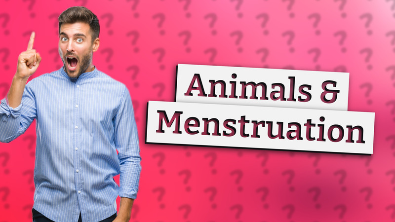 Animals & Menstruation