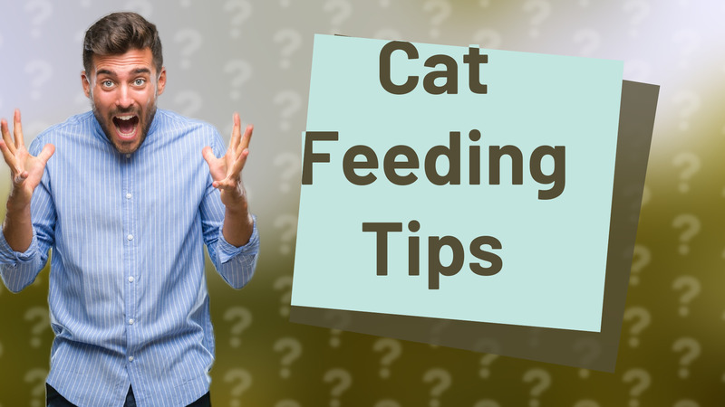 Cat Feeding Tips