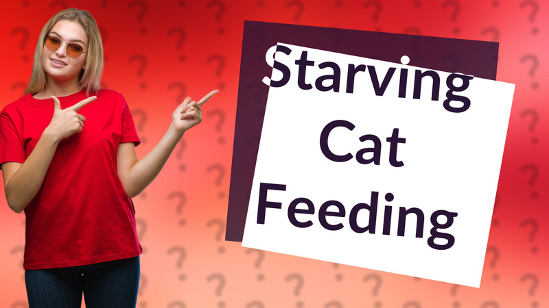 Starving Cat Feeding