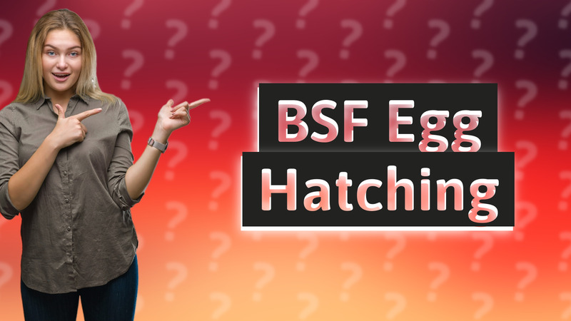 BSF Egg Hatching