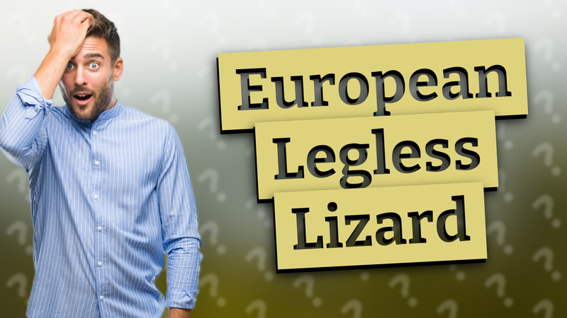European Legless Lizard