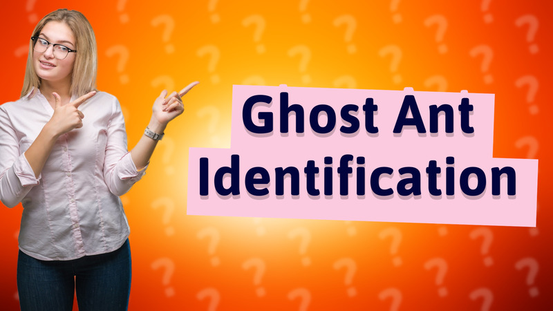 Ghost Ant Identification
