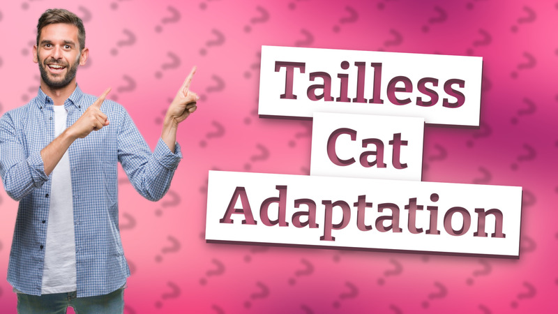 Tailless Cat Adaptation