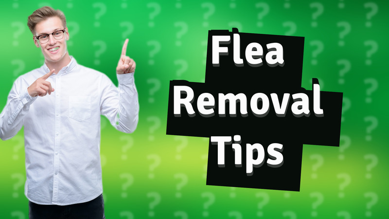 Flea Removal Tips