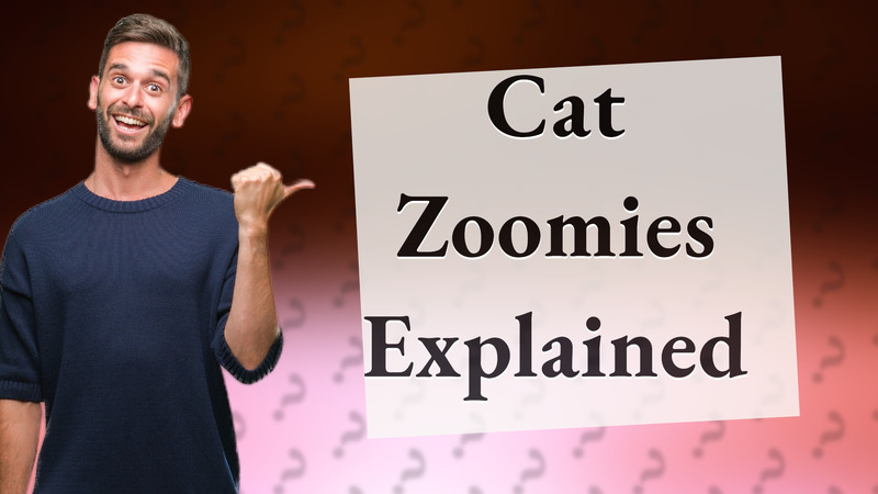 Cat Zoomies Explained