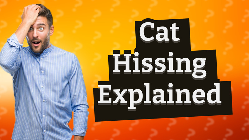 Cat Hissing Explained