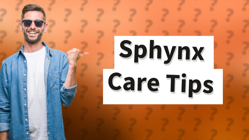 Sphynx Care Tips