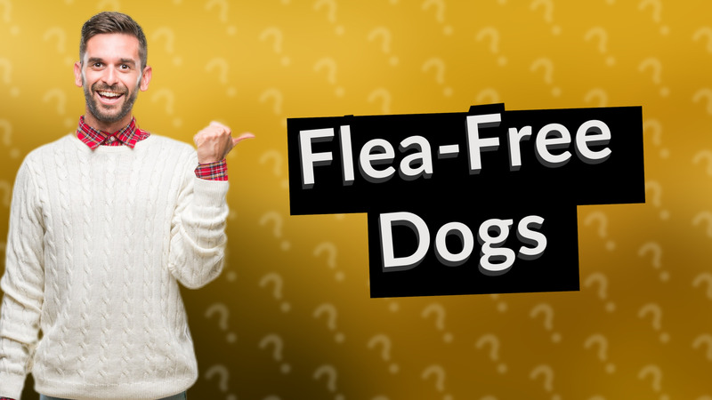Flea-Free Dogs