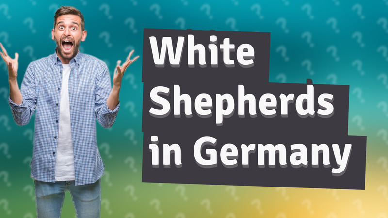 White Shepherds in Germany