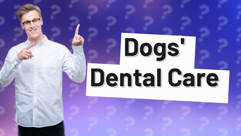 Dogs' Dental Care