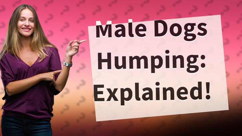 Male Dogs Humping: Explained!