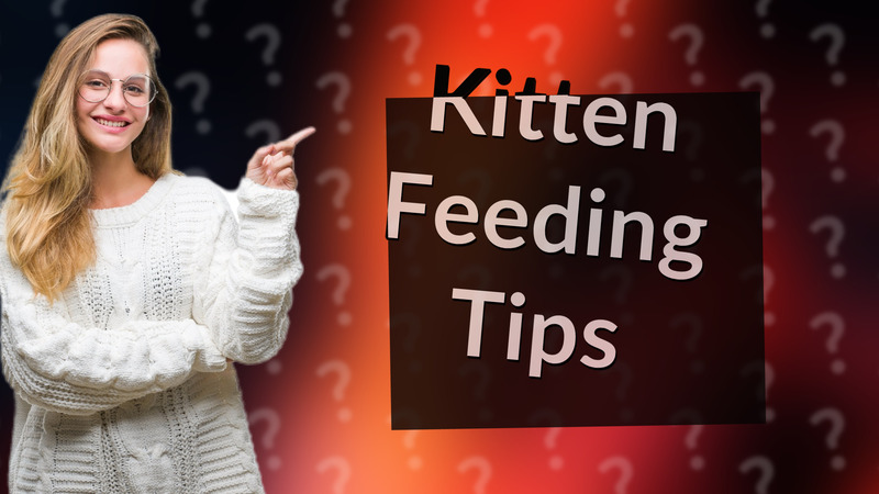 Kitten Feeding Tips