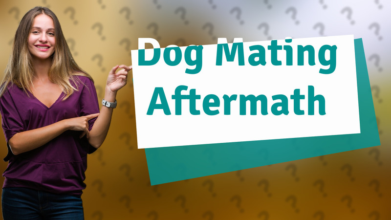 Dog Mating Aftermath