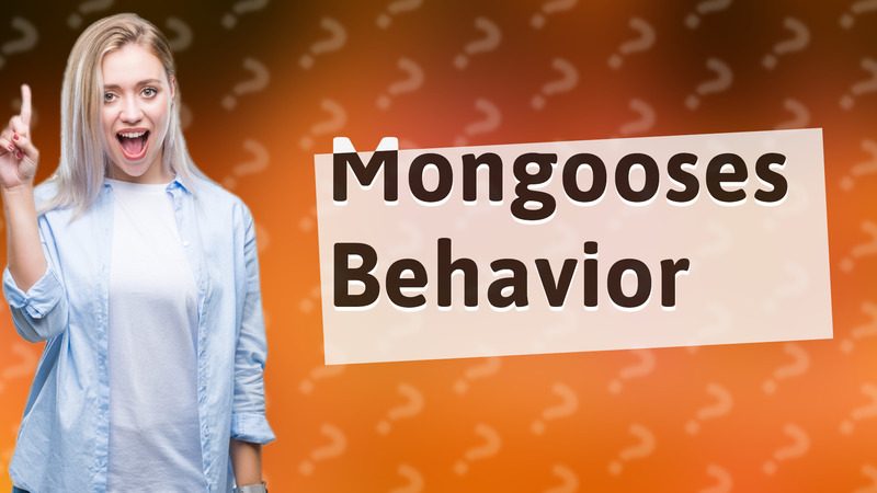 Mongooses Behavior