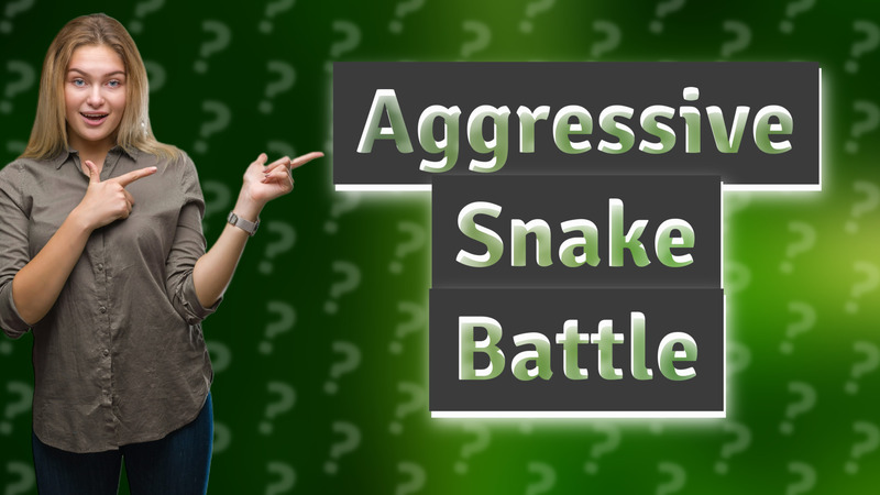 Aggressive Snake Battle