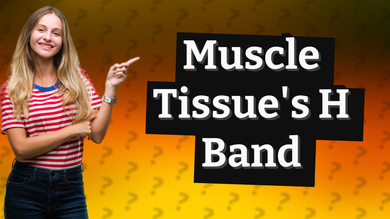 Muscle Tissue's H Band