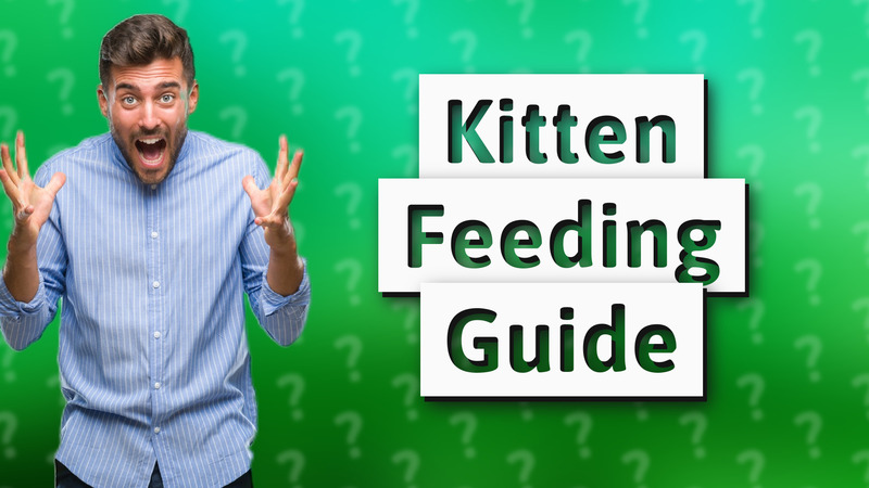 Kitten Feeding Guide