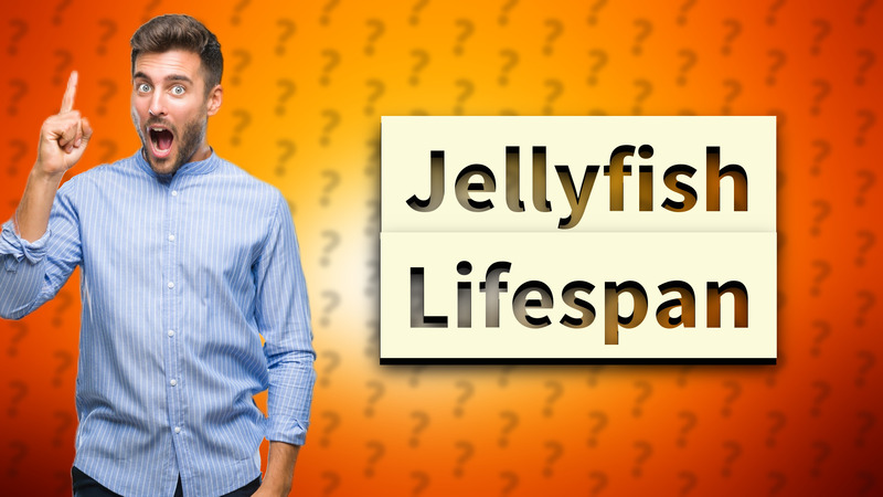 Jellyfish Lifespan