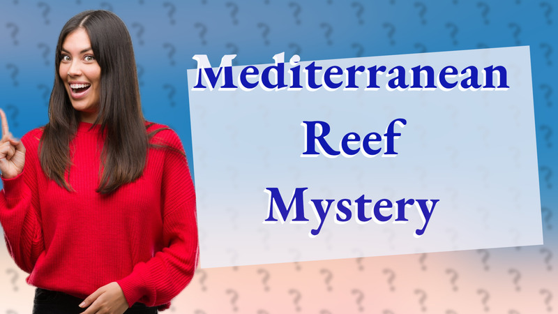 Mediterranean Reef Mystery