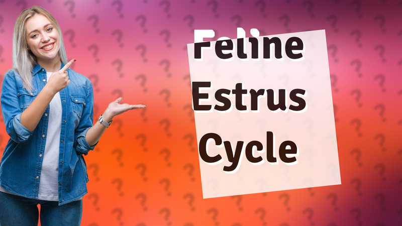 Feline Estrus Cycle