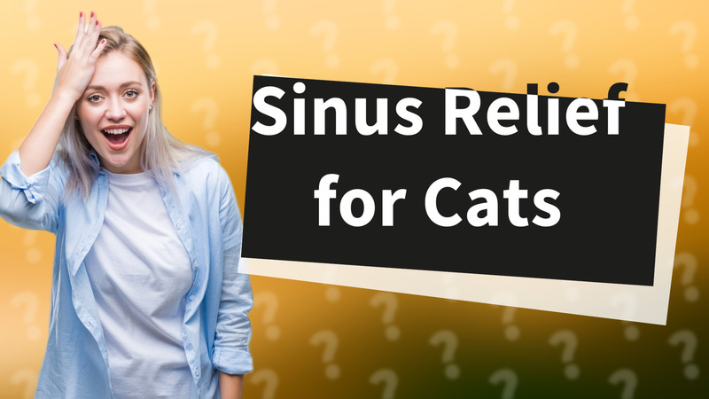 Sinus Relief for Cats