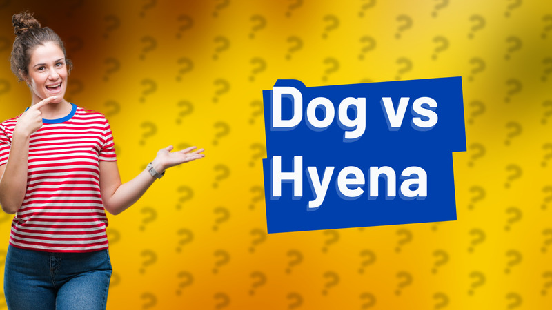 Dog vs Hyena