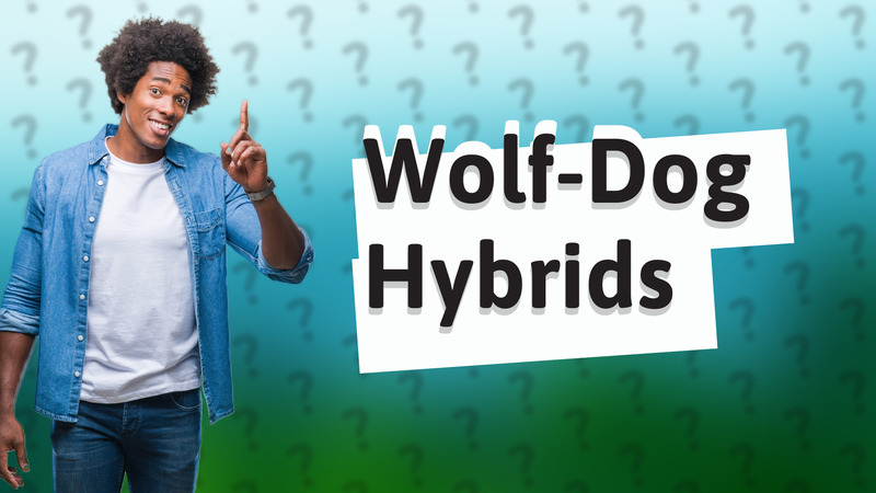 Wolf-Dog Hybrids